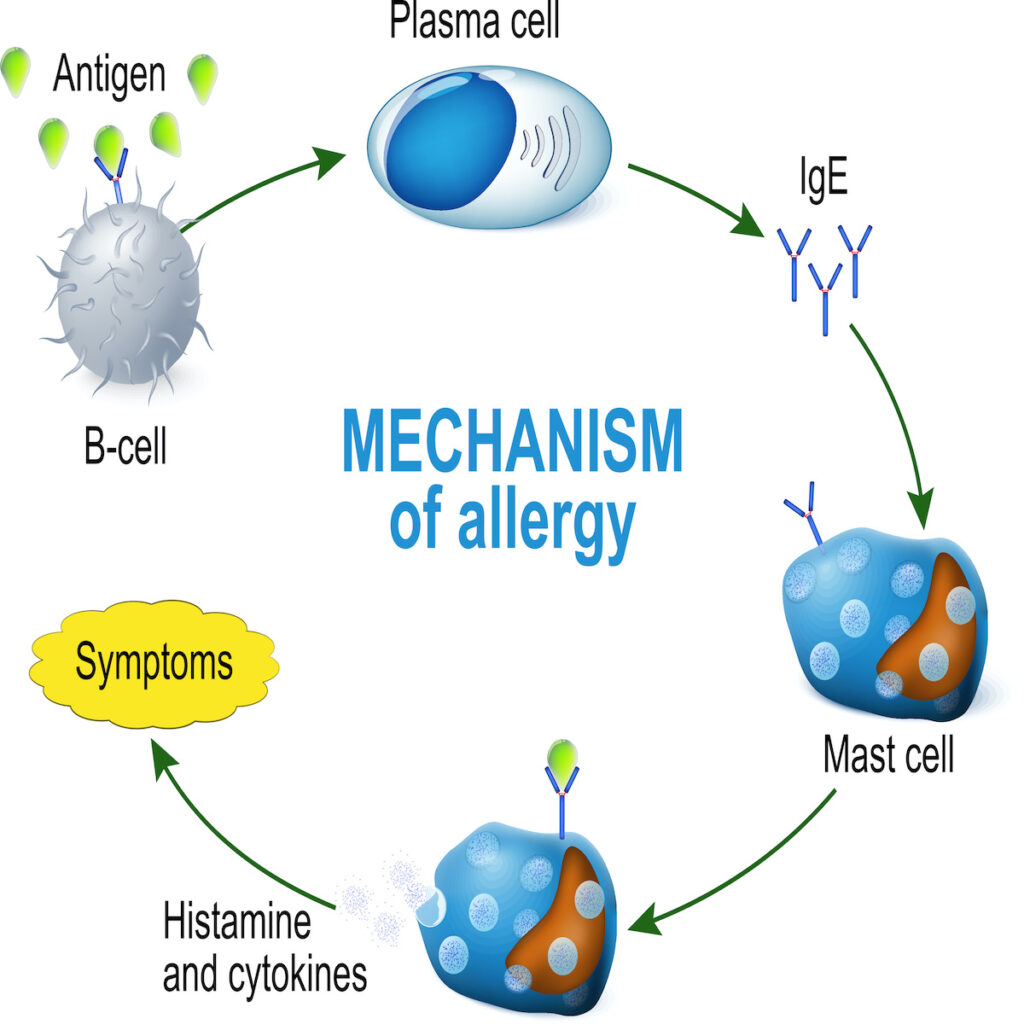 allergic reaction mechanism