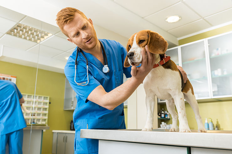 veterinarian seeing a dog