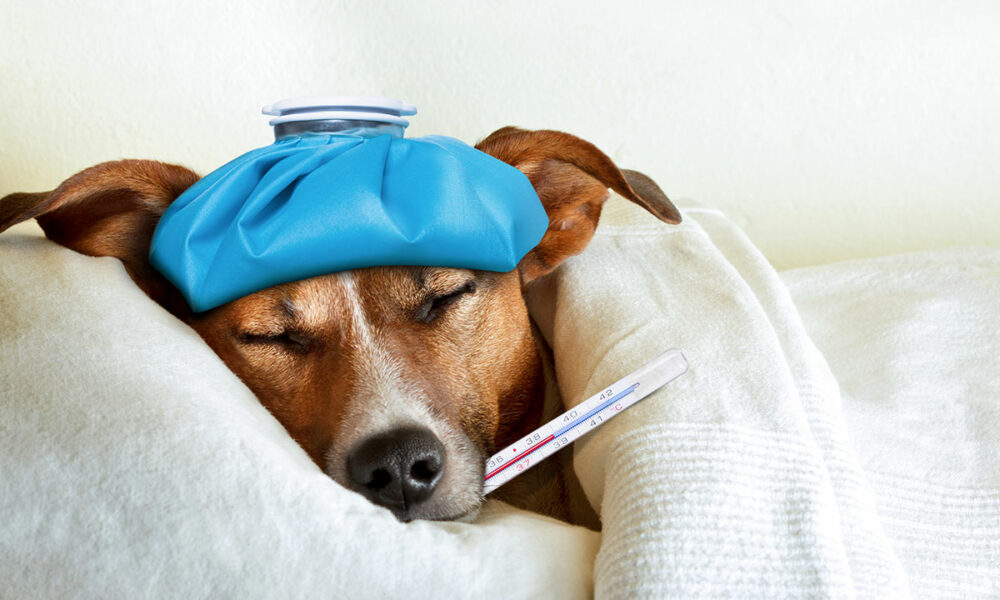 sick dog veterinary compounding feature