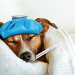 sick dog veterinary compounding feature
